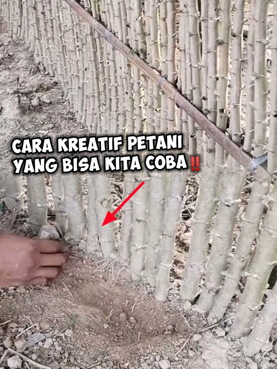 Cara Kreatif Petani Membuat Pagar Lahan Yang Penuh Manfaat. #idekreatif #pagar #petani #fyp #viral 