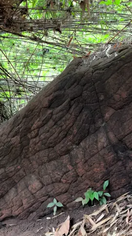 ดูในตา ว่าเห็นอะไรมั้ย #ถ้ำนาคา #บึงโขงหลง #ที่นี่บึงโขงหลง #ไกด์ถ้ำนาคา #คุณอาร์ทนำเที่ยวถ้ำนาคา 