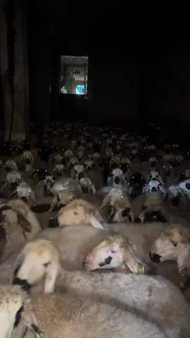 Galiba akımın en iyisi #gaziantephayvanpazarı #kuzu #bedranet #kesfet #keşfetedüşürbeni 