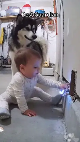 The best dog 🥹#baby #protect #pet #dog #tiktok #fyp 