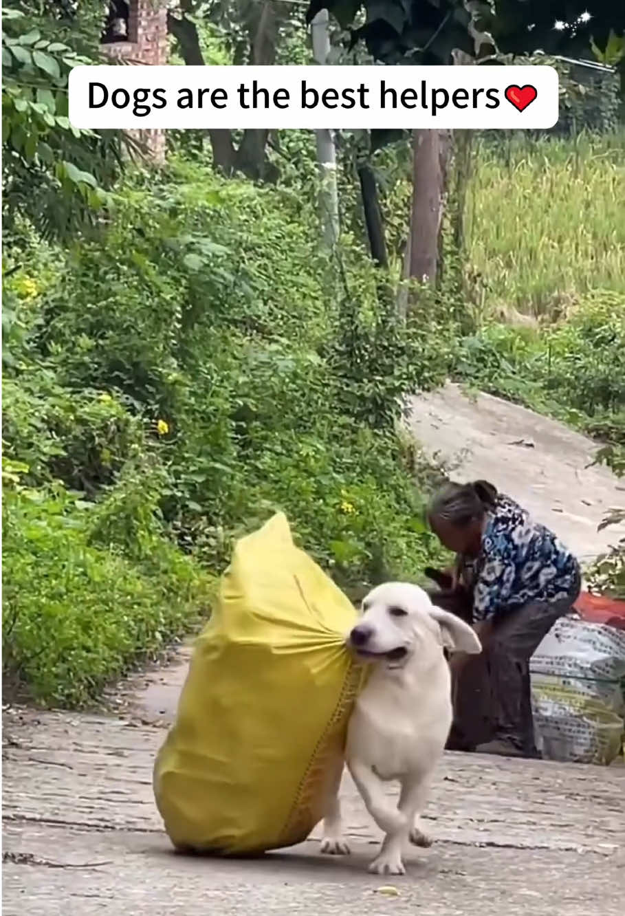 Dogs are the best helpers 🥹#dog #pet #owner #help #fyp #tiktok 
