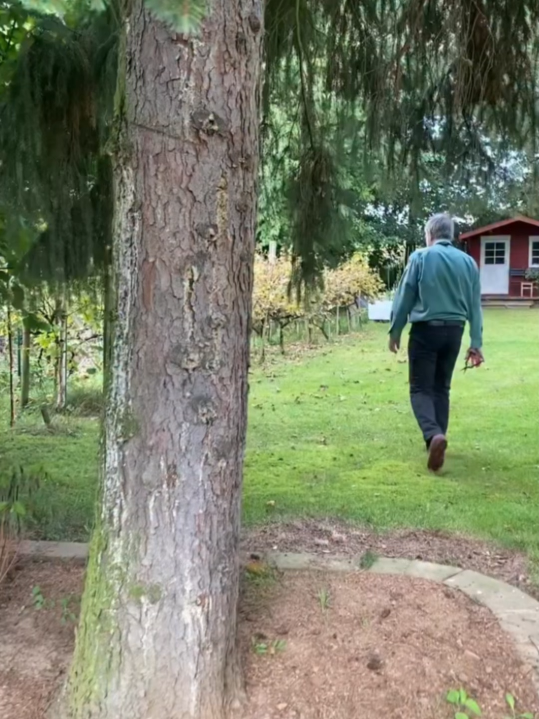 Hi, ich bin Walter und im Herbst befreie ich unsere Weinreben immer von den Weintrauben. Wir haben den Wein seit ca. 25 Jahren. Am Anfang waren es 40 Reben, jetzt sind noch 25 übrig: alles Weißburgunder.  Anfangs haben wir einige Jahre hintereinander versucht,richtigen Wein herzustellen und die Trauben-Ernte zu keltern. Man konnte ihn trinken, aber leider hat es nicht wirklich gut geschmeckt. Deshalb machen wir seit einer Weile nur noch Traubensaft, das aber mit größerem Erfolg. Dafür werden die Trauben in einen Heißdampf-Entsafter gegeben, mit wenig Zucker gesüßt und anschließend in ein paar Flaschen abgefüllt.  Wir versuchen auch immer, etwas Schönes aus den Äpfeln vom Apfelbaum zu machen. Dieses Jahr sind wir leider schon etwas spät dran und einige Äpfel sind schon nicht mehr ganz in Ordnung. Ist aber nicht so schlimm.  Ich habe mir ein paar hübsche Exemplare geschnappt, damit wir damit einen Apfelkuchen backen können, zur Feier vom ersten Monatsgeburtstags des Enkelkinds. Bis bald, Euer Walter 👋🏻 #walter #waltersbuntewelt #hiichbinwalter #teamwalter #äpfel #garten #apfelkuchen #wein #weintrauben #ernte #kochenmitleah