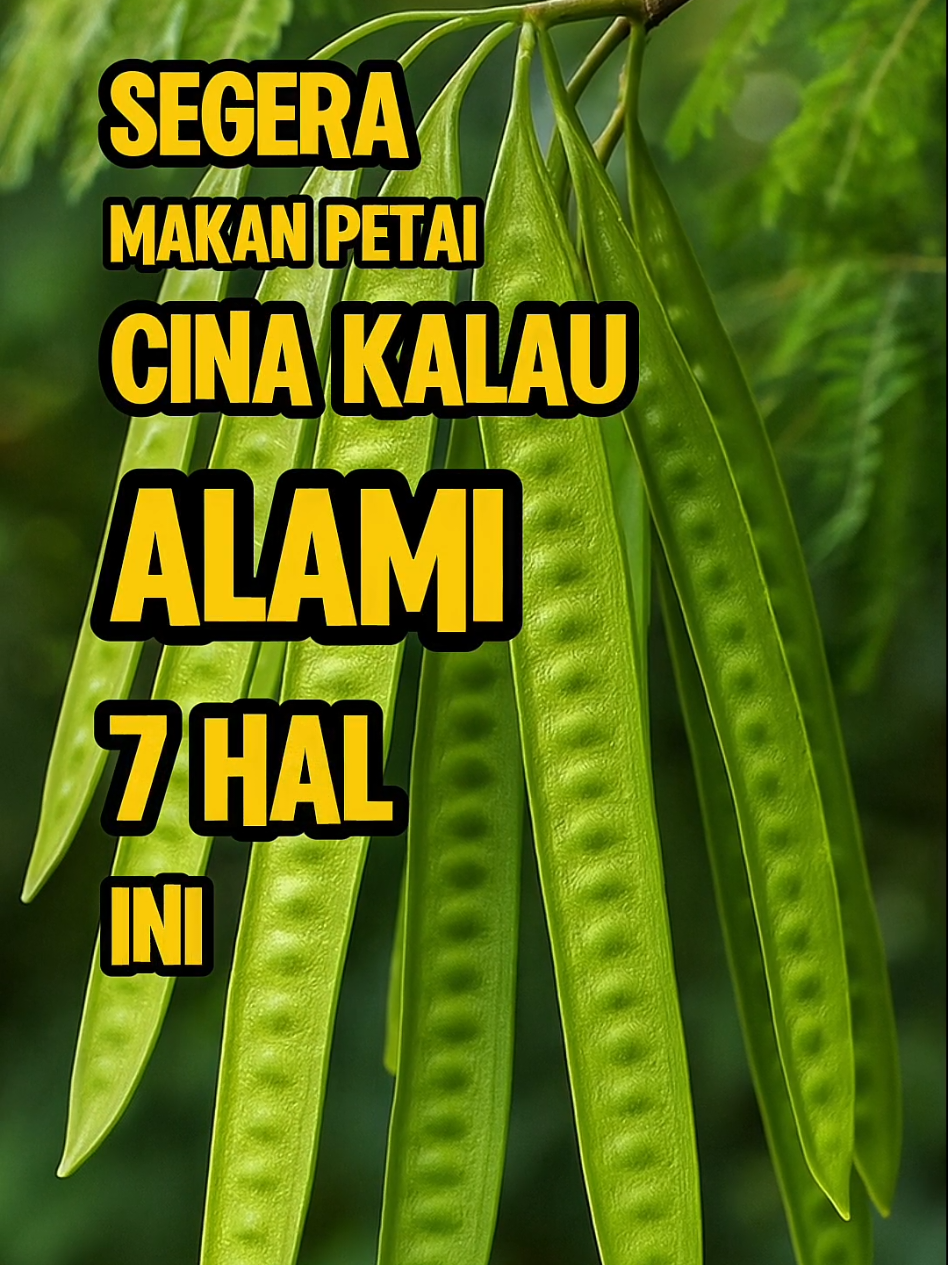 Segera Makan Petai Cina Kalau Alami 7 Hal Ini. #hidupindah #lamtoro #petecina 
