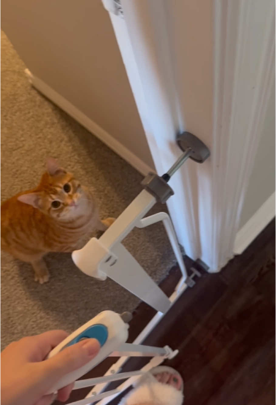 My cat seems a little bit unintelligent #funny #funnyvideos #cat #pet #foryou #fpy 