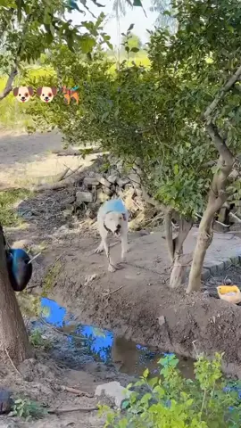 manya g Kuta wafadar hora #For #You @SAADII__⚡ @🚩🐍🐍SARDAR AP brand🐍🐍🚩 @S⃠A⃠R⃠I⃠M⃠/K⃠I⃠N⃠G⃠☠️ @🚩ZK-Arbab-313🚩 