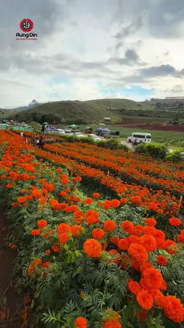 ဗျိုက်တောင်က Marigold ပန်းခင်းကြီး🫶 #foryou #fyp  #baganaungdin 