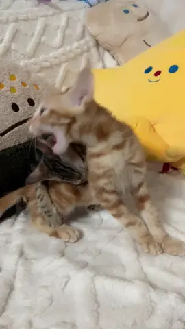 #kucinglucu  #kucingimut #videoreallviral 