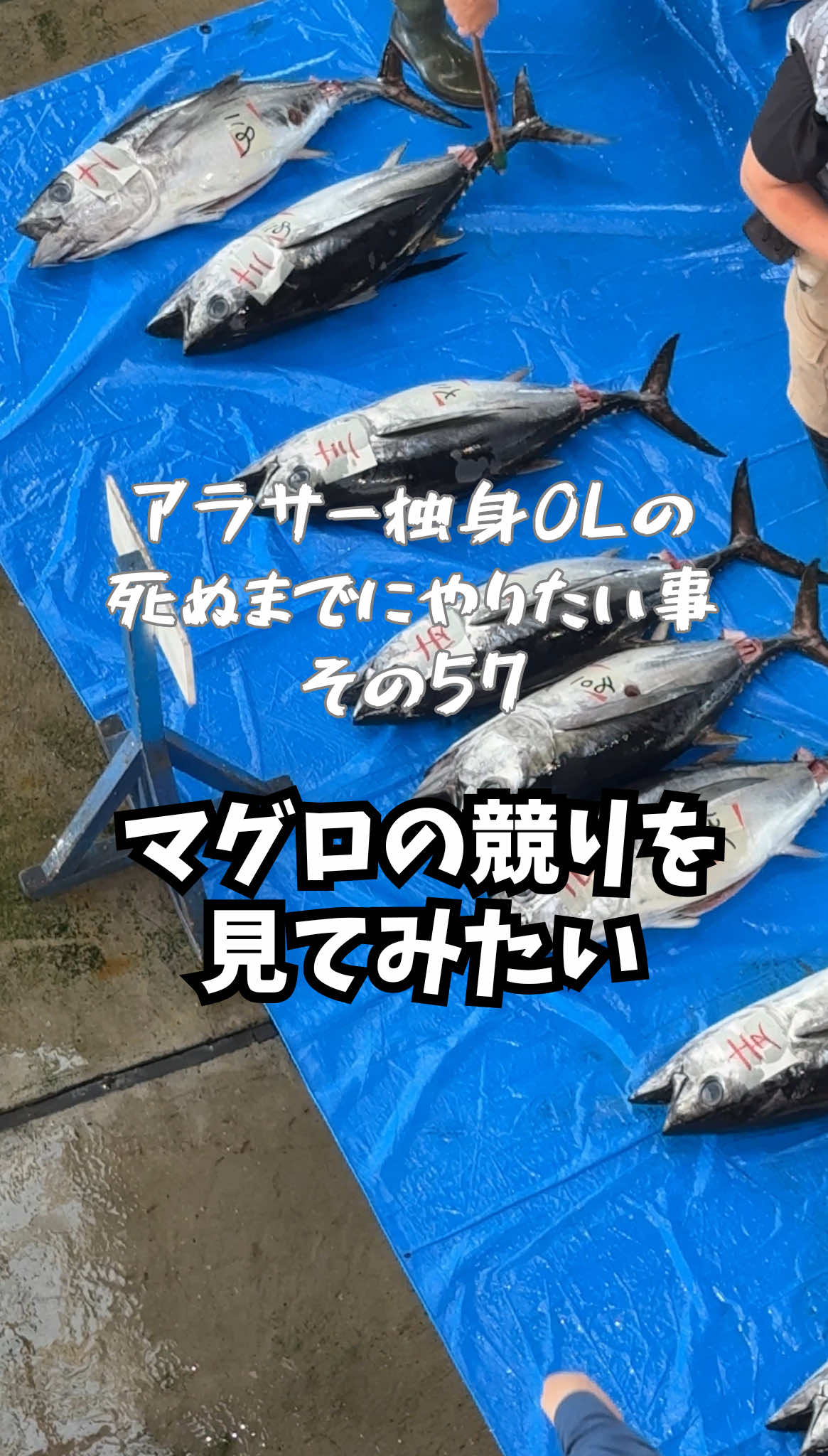 アラサー独身OLのやりたい事リストその57✍️マグロの競りを見てみたい！ 📍和歌山県 那智勝浦 マグロ市場競りガイドツアー #和歌山#那智勝浦 #マグロ #お出かけスポット 