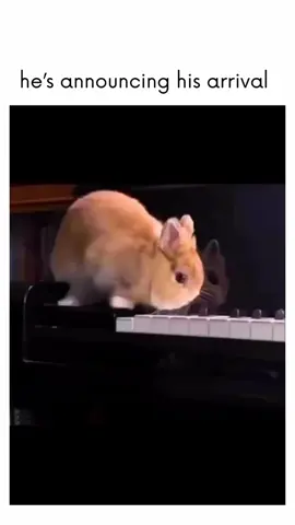 #♥️🐰🐇 