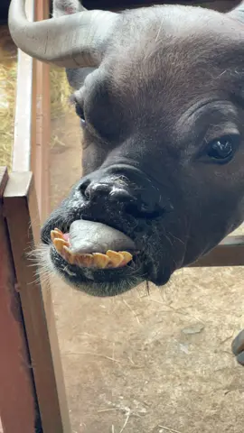 น้อนน่ารักกกก 🐃😍#ฮาๆ #ฟีดดดシ #สวนสัตว์tiktok #ควายน้อยน่ารัก #ขําๆ 