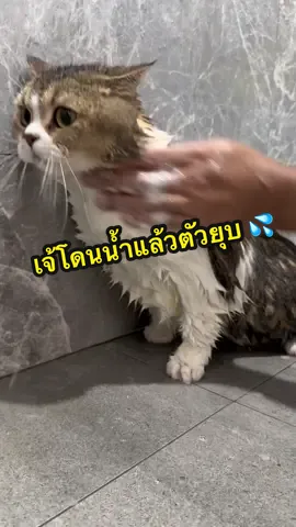ได้เวลาซักแมวแล้ววว 🐈💦#มังคุดแมวหน้ากลม #มังคุดแมวอ้วน  #อาหารแมวแคนดี้ #น้องแมวhappyแคนดี้havefun