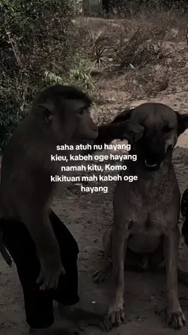 kumaha? 😹 #capruk #storysunda #monyetgalau #atuheuy 