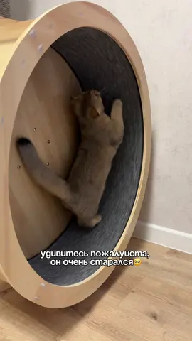 Недавно всем интернетом удивлялись его первой добыче, а тут уже такое вытворяет🥹💔