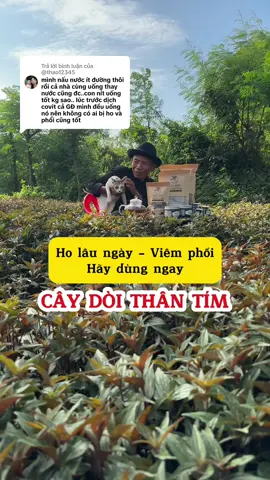 Trả lời @@thao12345 cảm ơn phản hồi của bạn rất nhiều ạ#caythuocdoitim #caydoithantim #phổi #ho #viemphoi 