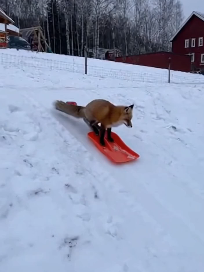 Only in Sweden… a fox finds a faster way down the hill #fyp #foryou #viral #trending#fox #räv #wildlife #wintervibes #snowfun #snowday #nordiclife #swedenvibes #naturemoment #unexpected #foryoupast #sweden #onlyinsweden #sverige #naturen #trending