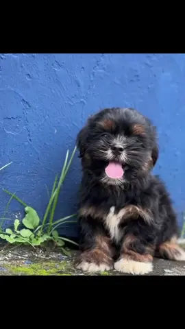 A video from my cute baby to Brighten your day🤗🐶#petloversoftiktok #lhasaapsolove #nigeriantiktok🇳🇬🇳🇬 #cutedogsoftiktok #creatorsearchinsights  