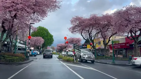 #tauranga #kurdistan #foryou #tiktok 