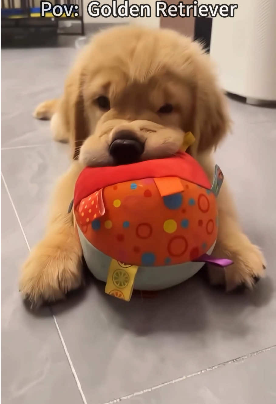 Golden retriever puppies are the cutest things ever 💕#goldenretrieverpuppy #goldenretriever #puppy #puppies #puppytiktok 