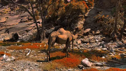 سنابي الجديد بالبايو.                                   #تصويري #explore #تهامة_قحطان #you #الجنوب 