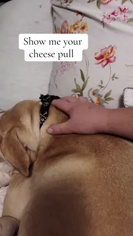 I think he's like a smoked mozzarella... #cheesepull #TheChanceChronicles #Mozzarella 