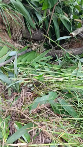 đén chịu gặp suất ai ai cũng bị 1 2 phát 😂