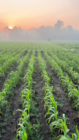 Ora kabeh pengenmu keturutan sak iki  Ning ayem e atimu lan sabarmu dadi tentrem e urepmu #petanimuda  #jagungbisi  #kubota_tractor  #blitar 