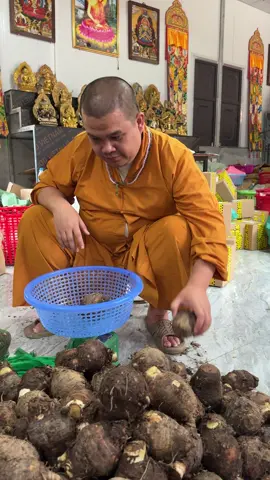 Khoai môn khoai sợ lệ phố #thichkhaiquang #chuathachlong #khoaitau #khoailepho 