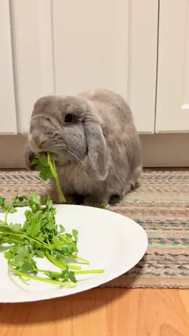 Eat breakfast with Blue 😍 #bluethegraybunny #bunnytok #hollandlop #hungrytiktok #asmreating 