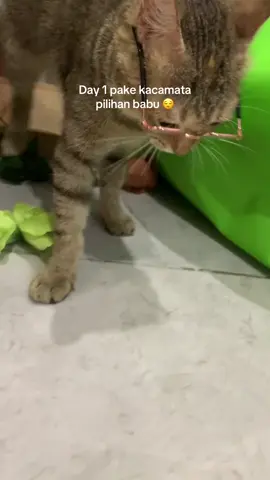 Bisa bisanya sadar kamera malu malu 🙃 #kucing #kucingimut #kucinggemoy #kucinglucu #cat 