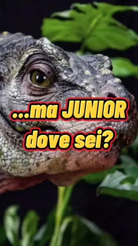 ma JUNIOR dove sei? 🦖 #trex #jurassicpark #jurassicworld #ramendellotaku #curiosità @Universal Pictures Italy 