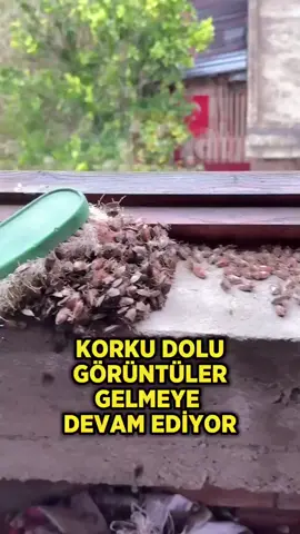 Karadeniz'de fındık bahçelerini istila eden kahverengi kokarca böceği, üreticileri çileden çıkardı: 