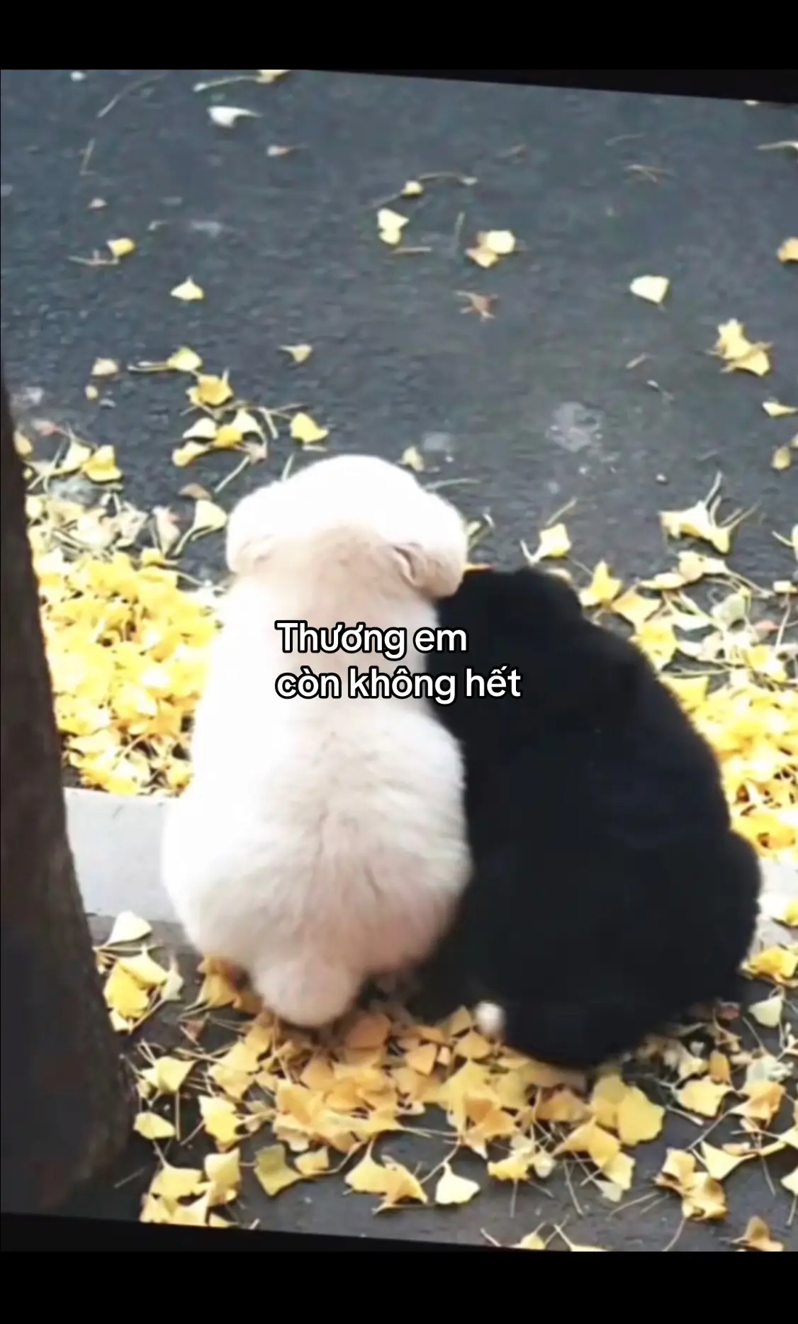 Thương em còn không hết#tamtrang #story #tinhyeu #xhtiktok 