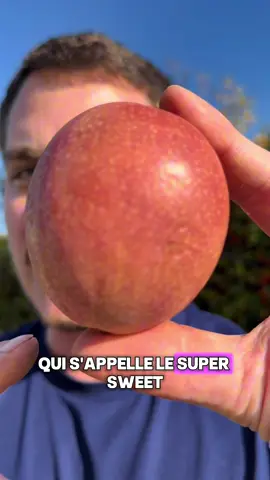 Tu connais le fruit de la passion… mais pas celui-là 😳 Voici le Super Sweet, une variété ultra rare, douce, sucrée, et tellement parfumée qu’elle va te retourner le cerveau 🍈🔥 Ronde, fondante, zéro acidité — c’est la passion comme t’as jamais goûté 💛 Qui veut le tester ? 👇🌴 #CroissyFruits #fruitdelapassion #SuperSweet #fruitsexotique #tiktokfood     