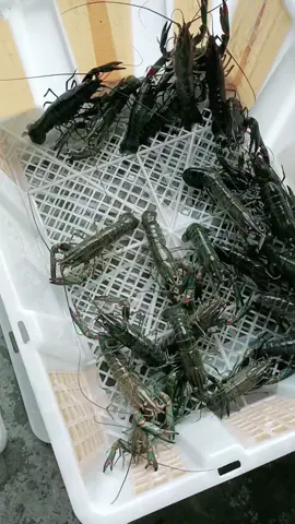 SILAHKAN YANG MAU JOIN ATAU GABUNG KEMITRAAN DENGAN KITA BISA LANGSUNG DAFTAR YA,, #budidayalobsterairtawar #lobsterairtawar #indukanlobster #lobsterairtawarindonesia 