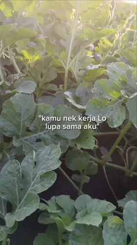 #CapCut #petaniindonesia🇮🇩🇮🇩🇮🇩🌿🌿 #petanimuda 