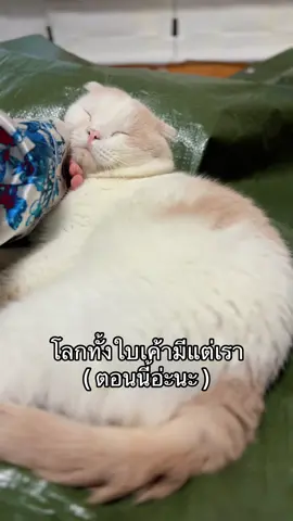 โลกทั้งใบ เค้ามีแต่เรา …. ตอนเจ้านายมันไม่อยู่  #pompazz #สัตว์เลี้ยงน่ารัก #สัตว์เลี้ยงของฉัน #สัตว์เลี้ยง #cat 