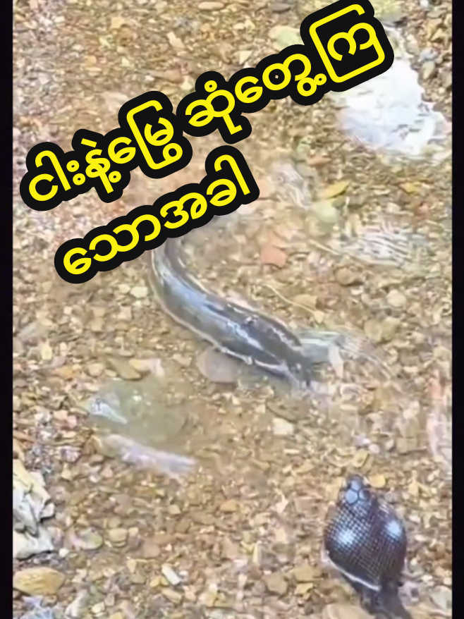 #creatorsearchinsights  မြွေနဲ့ငါး ဆုံတွေ့ကြသောအခါ🤣 #tiktok #trending  #funnyvideos 