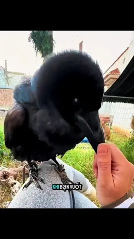 oài chim huyền điểu thú vị #animals #dongvat #shorts