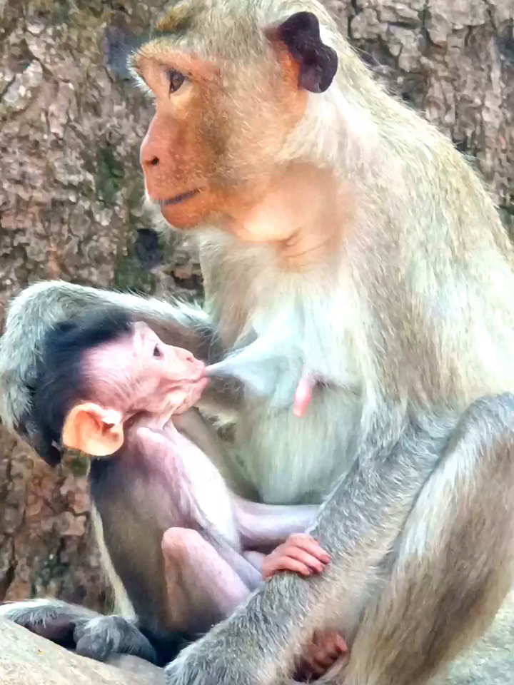 Cute_Small_Baby_Monkey_Trying_To_Hug_Mom_Drink_Milk_thepallakofficial