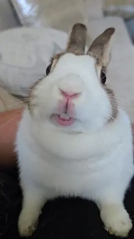Funny rabbit 🐰🤣#funny #animals #fyp #rabbit #viral 