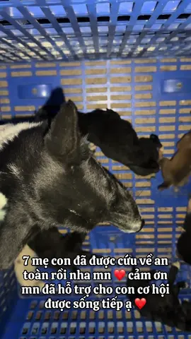 7 mẹ con đã được cứu về an toàn rồi nha mn ❤️ cảm ơn mn thương con ❤️#xuhuongtiktok #cuuhodongvat #yeuthuongdongvat #thucung #viral 