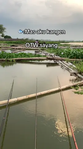 #xybcafyp #mancingmania #mancing #fyp 