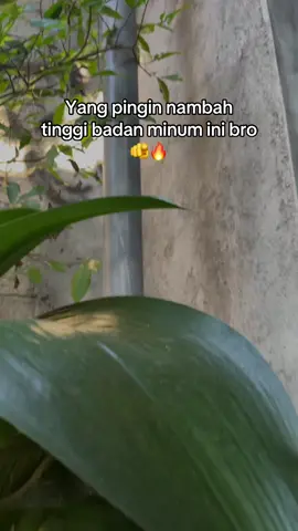 #sgrow #sgrowpeninggibadan 