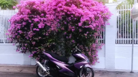 tribute for Reze... #aerox #aeroxold #involved 