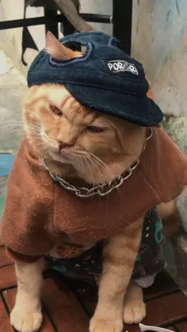 gua mau kesana #kevinjgerry #cat #cats 