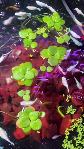 Bèo nhật#beonhat #bèo #caythuysinh #thuysinh 