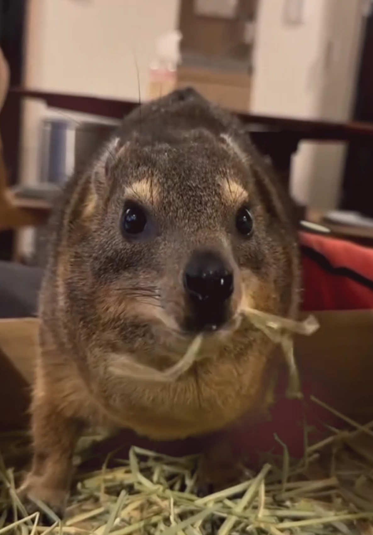 silly hyrax compilation #hyrax #awawa #fyp #edit #cuteanimals 