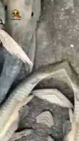 #funfact #faktaunik #ikansapusapu #hamairtawar