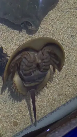 A Beautiful Horseshoe Crab in the Touch Tank At Key West Aquarium. #fypシ゚viral  #horseshoecrab  #cool 