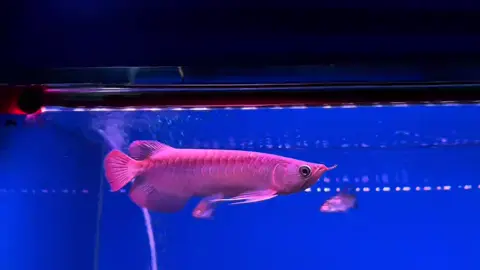 25cm Kapuas Super Red #arowana #arowanajapan #arowanavietnam #arowanaphilippines 